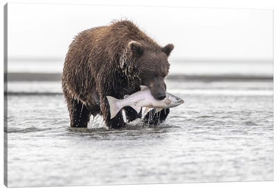 Grizzly Bear With A Salmon Canvas Art Print - Eric Fisher