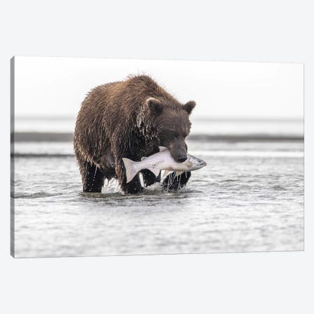 Grizzly Bear With A Salmon Canvas Print #ERF38} by Eric Fisher Canvas Artwork