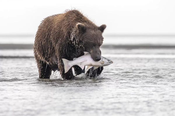 Eric Fisher: Grizzly Bear With A Salmon by Eric Fisher
