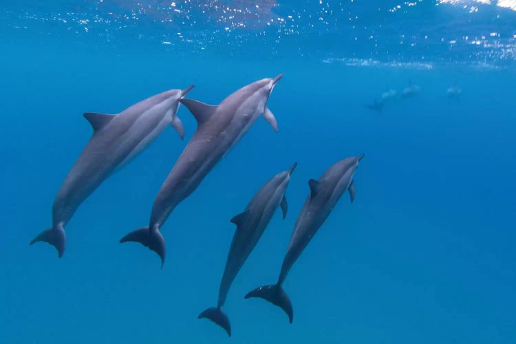 Hawaii Dolphins Swimming