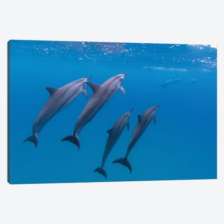 Hawaii Dolphins Swimming Canvas Print #ERF39} by Eric Fisher Canvas Wall Art