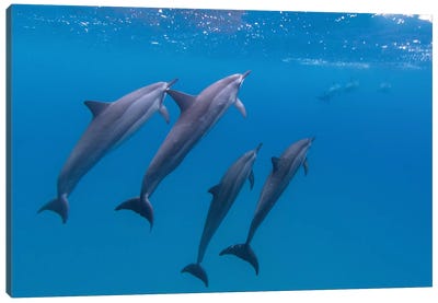 Hawaii Dolphins Swimming Canvas Art Print - Dolphin Art