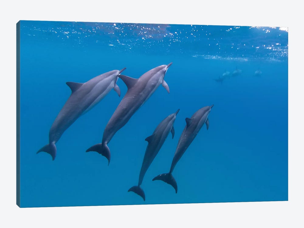 Hawaii Dolphins Swimming by Eric Fisher 1-piece Canvas Artwork