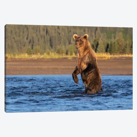 Alaska Bear Standing Canvas Print #ERF3} by Eric Fisher Art Print