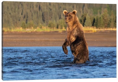 Alaska Bear Standing Canvas Art Print - Eric Fisher