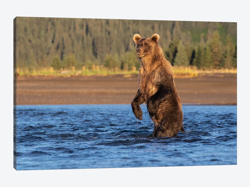 Alaska Bear Standing by Eric Fisher 1-piece Canvas Artwork