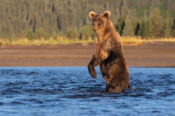 Eric Fisher: Alaska Bear Standing by Eric Fisher