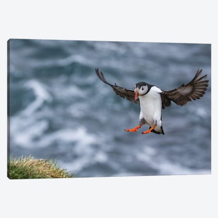 Iceland Puffin Canvas Print #ERF40} by Eric Fisher Canvas Art Print