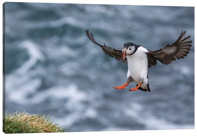 Iceland Puffin Canvas Art Print - Eric Fisher