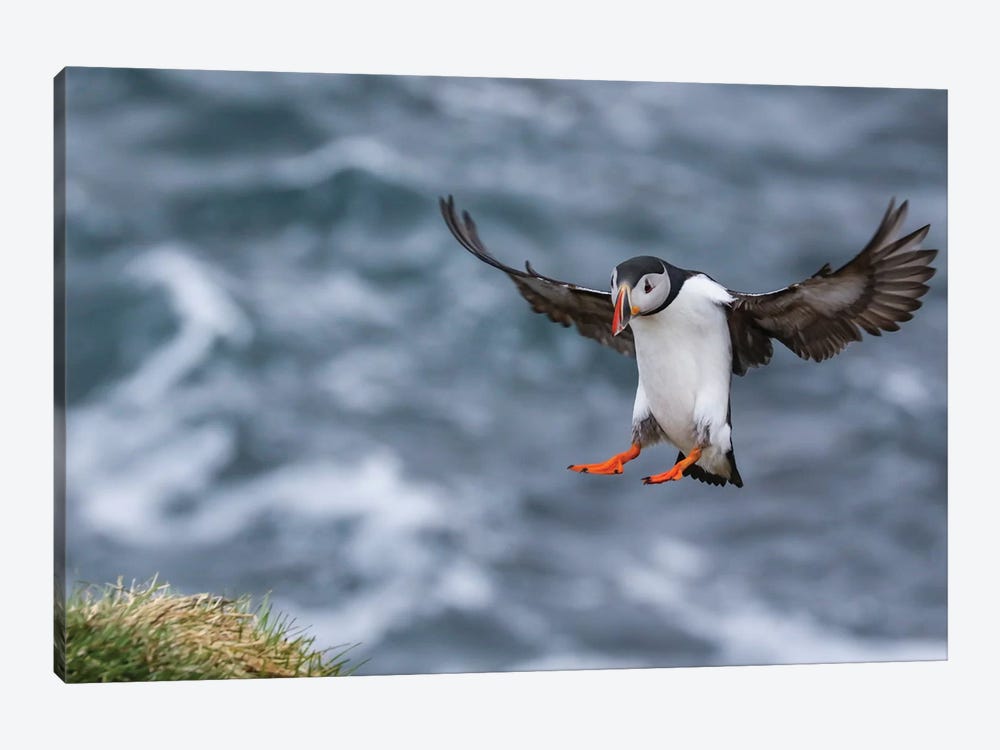 Iceland Puffin by Eric Fisher 1-piece Canvas Artwork