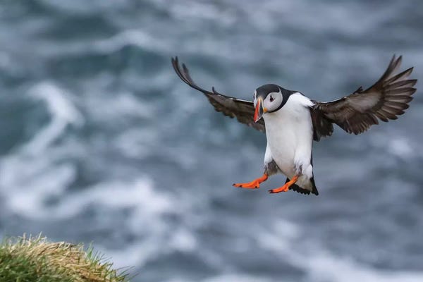 Eric Fisher: Iceland Puffin by Eric Fisher