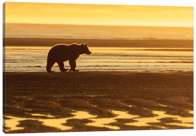 Morning Beach Bear Canvas Art Print - Grizzly Bear Art
