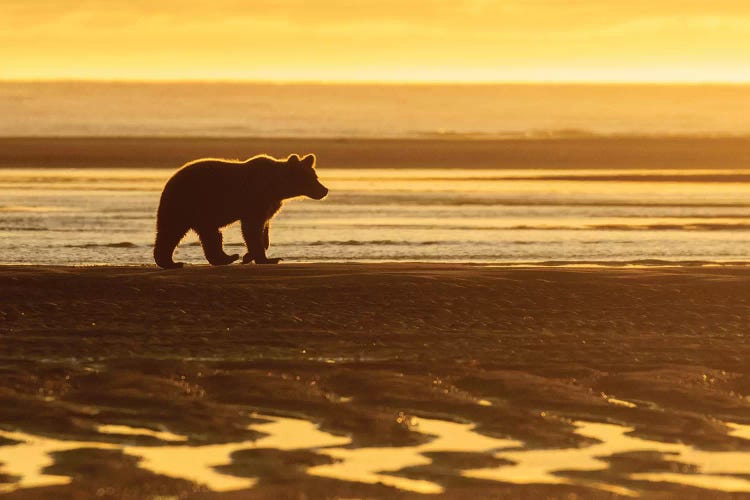 Morning Beach Bear by Eric Fisher wall art