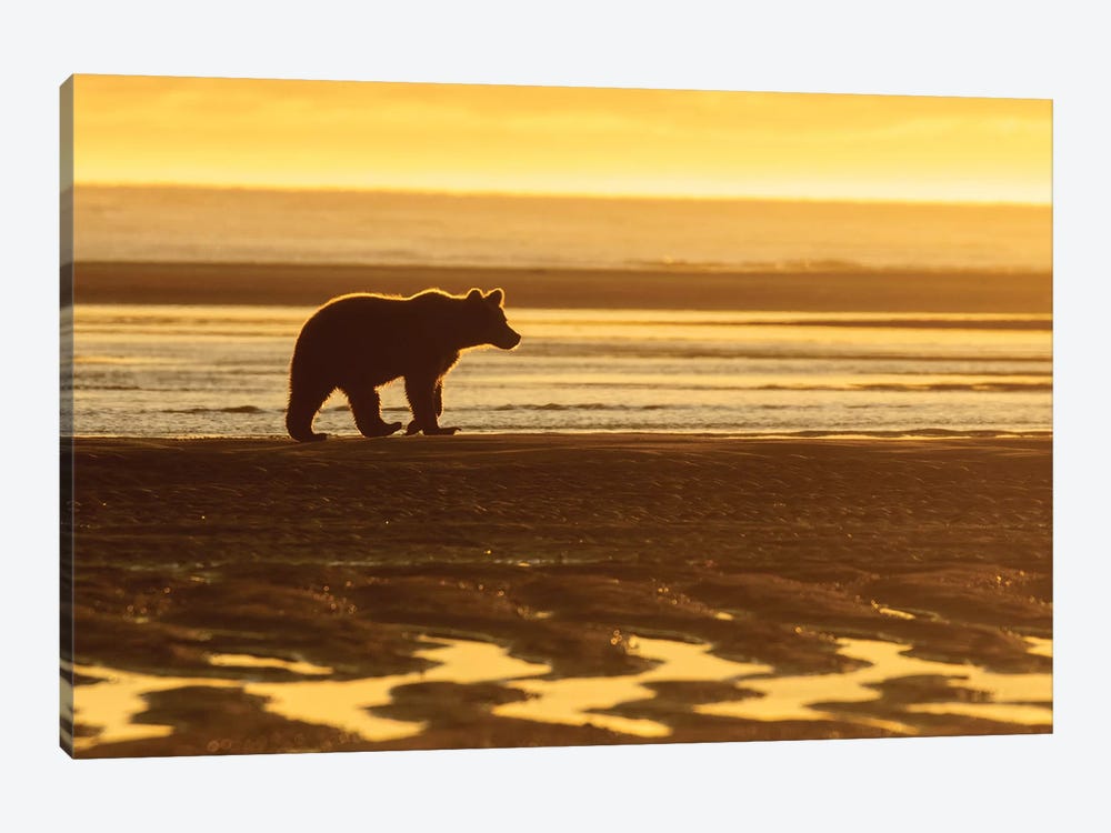 Morning Beach Bear by Eric Fisher 1-piece Canvas Artwork