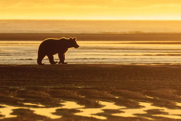 Eric Fisher: Morning Beach Bear by Eric Fisher