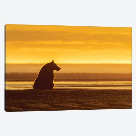 Morning Grizzly Bear Canvas Print #ERF47} by Eric Fisher Canvas Wall Art