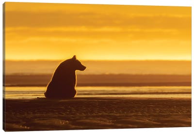 Morning Grizzly Bear Canvas Art Print - Mellow Yellow