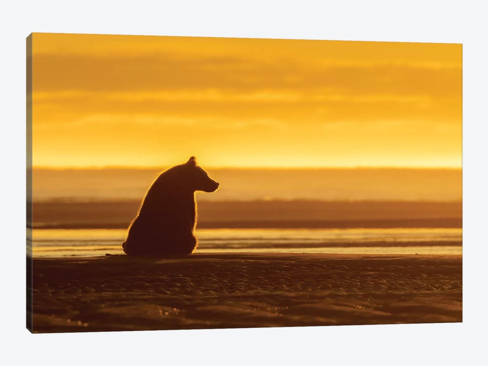 Morning Grizzly Bear by Eric Fisher 1-piece Art Print