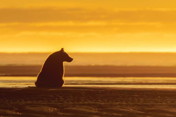 Eric Fisher: Morning Grizzly Bear by Eric Fisher