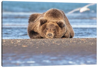 Napping Bear Canvas Art Print - Grizzly Bear Art