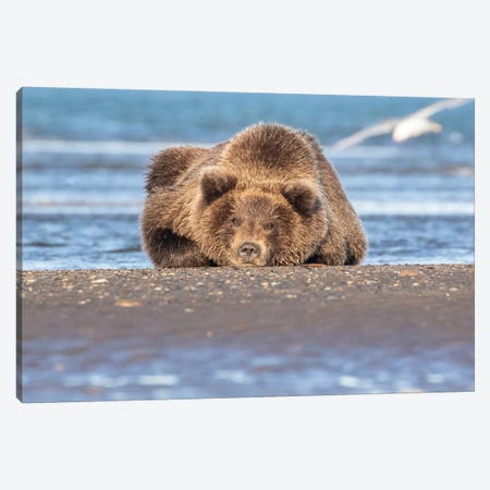 Napping Bear Canvas Print #ERF48} by Eric Fisher Canvas Print