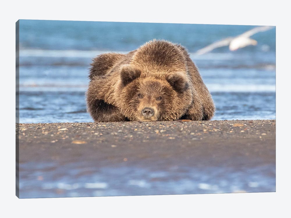 Napping Bear by Eric Fisher 1-piece Canvas Art