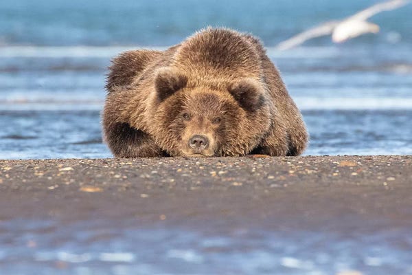 Grizzly Bears: Napping Bear by Eric Fisher