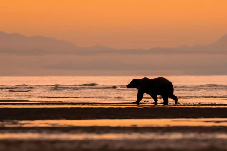 Orange Alaska Bear by Eric Fisher wall art