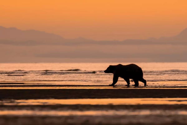Eric Fisher: Orange Alaska Bear by Eric Fisher