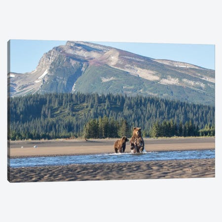 Alaska Bears And Mountain Canvas Print #ERF4} by Eric Fisher Canvas Art