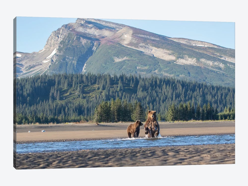 Alaska Bears And Mountain by Eric Fisher 1-piece Art Print