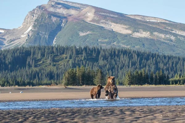 Eric Fisher: Alaska Bears And Mountain by Eric Fisher