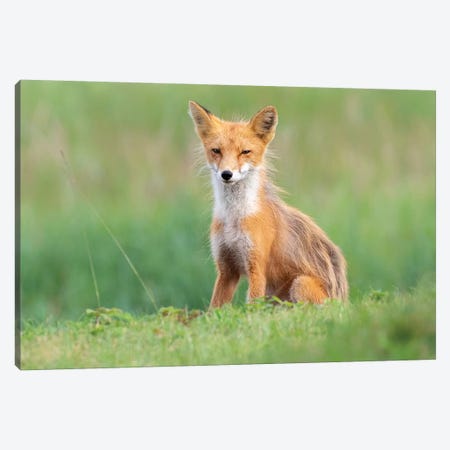 Red Fox In The Grass Canvas Print #ERF50} by Eric Fisher Canvas Artwork