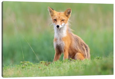Red Fox In The Grass Canvas Art Print - Celery