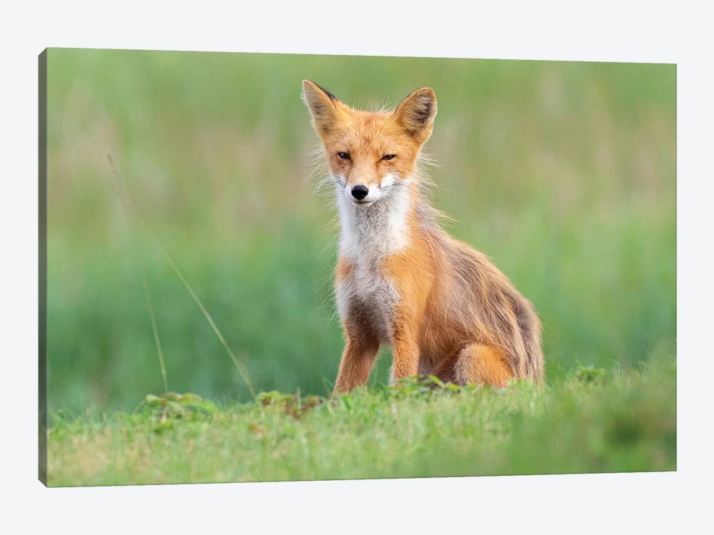Red Fox In The Grass by Eric Fisher 1-piece Canvas Print