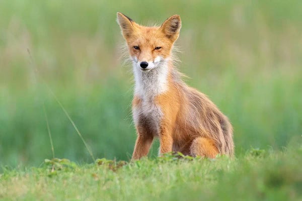 Eric Fisher: Red Fox In The Grass by Eric Fisher