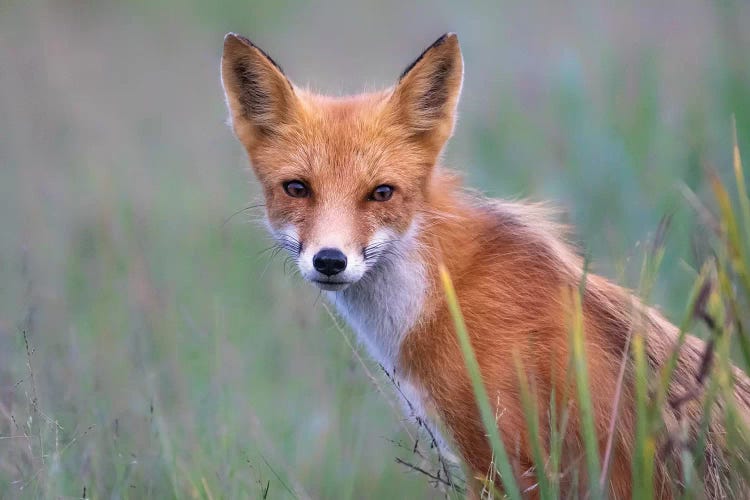 Red Fox Look by Eric Fisher wall art