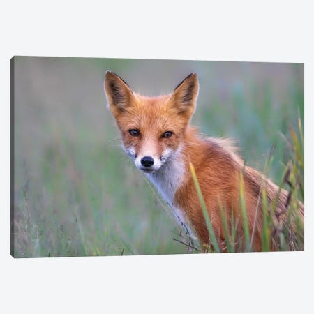 Red Fox Look Canvas Print #ERF51} by Eric Fisher Canvas Art
