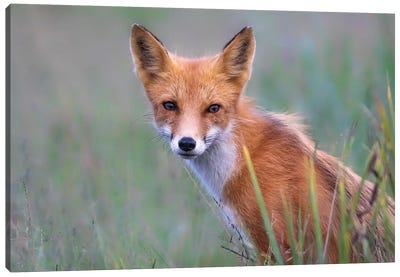 Red Fox Look Canvas Art Print - Eric Fisher