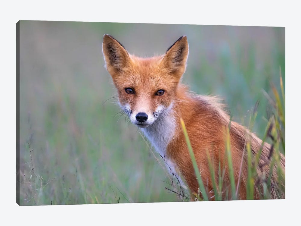 Red Fox Look by Eric Fisher 1-piece Canvas Artwork