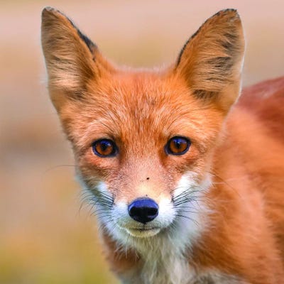 Red Fox Stare by Eric Fisher framed wall art