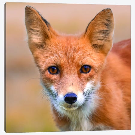 Red Fox Stare Canvas Print #ERF52} by Eric Fisher Canvas Art