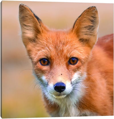 Red Fox Stare Canvas Art Print - Eric Fisher