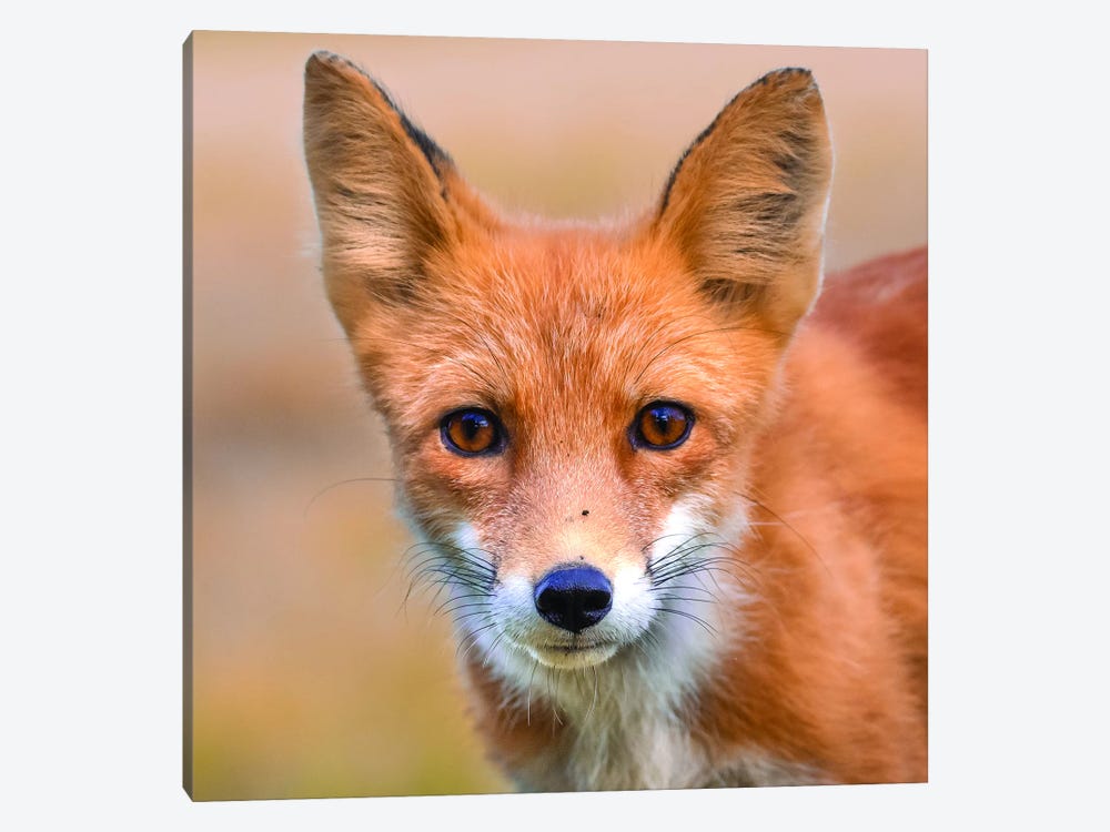 Red Fox Stare by Eric Fisher 1-piece Art Print