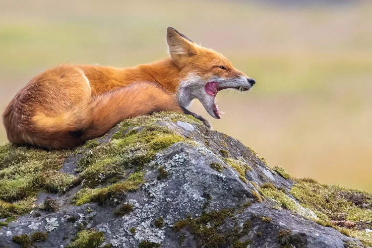 Red Fox Yawn