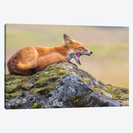 Red Fox Yawn Canvas Print #ERF53} by Eric Fisher Canvas Wall Art