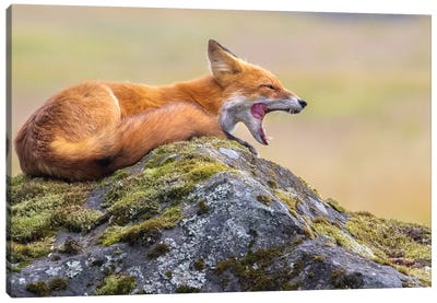 Red Fox Yawn Canvas Art Print - Eric Fisher