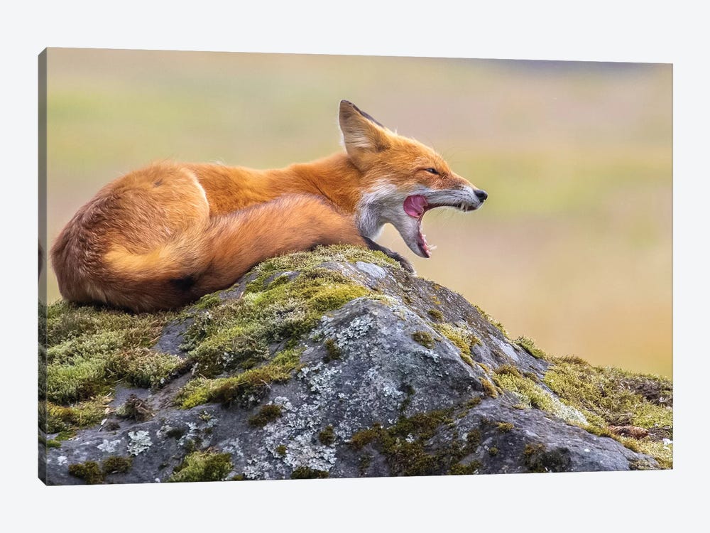 Red Fox Yawn by Eric Fisher 1-piece Canvas Artwork