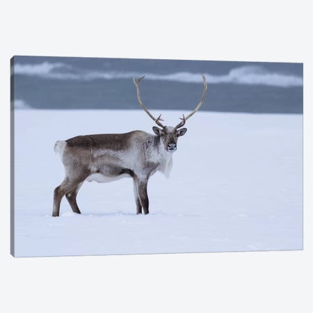 Reindeer In Snow Canvas Print #ERF54} by Eric Fisher Canvas Art Print