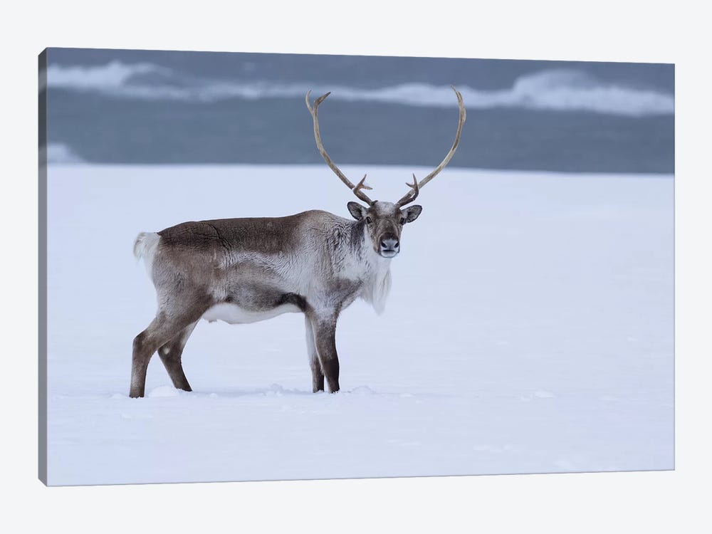 Reindeer In Snow by Eric Fisher 1-piece Canvas Art Print